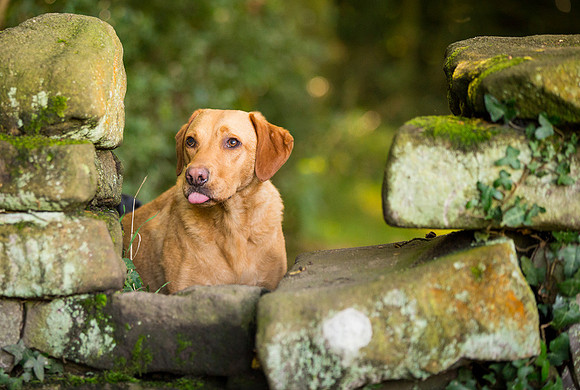Dog Photographer near Otley in Yorkshire