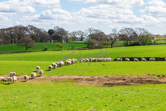 Sheep ewe farming agricultural pictures in Yorkshire