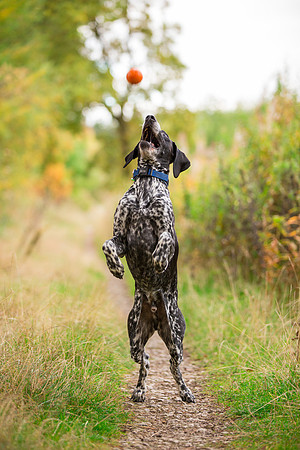 Dog Photographer near Otley in Yorkshire