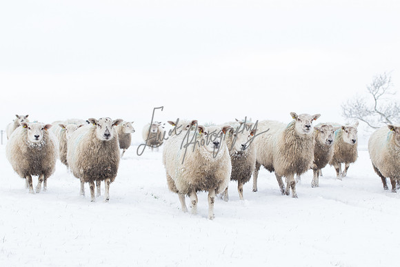 Sheep ewe farming  snow agricultural pictures in Yorkshire