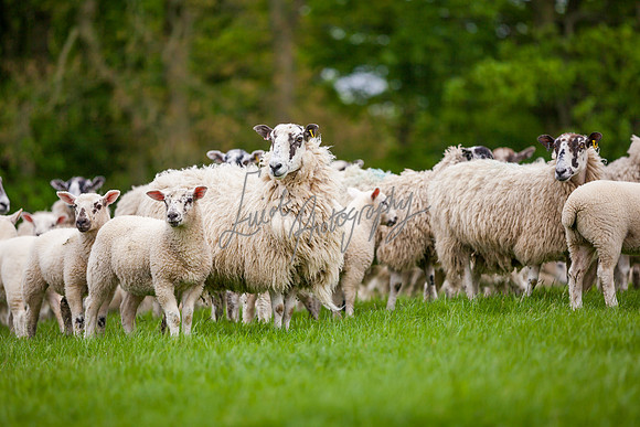 Sheep ewe farming agricultural pictures in Yorkshire