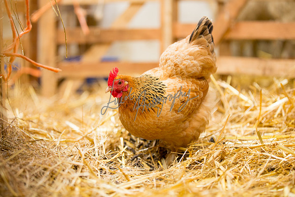 Chicken Farming photographer Harrogate Yorkshire