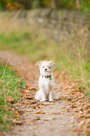 Dog Photographer near Otley in Yorkshire