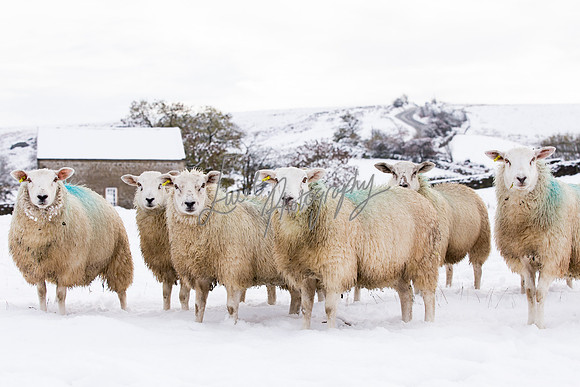 Farm photographer of sheep cows & pigs