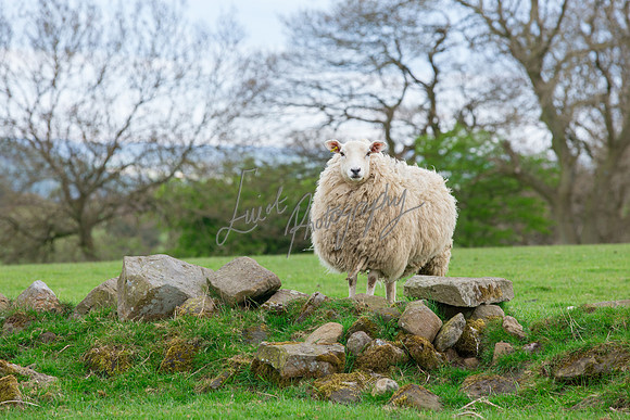 Sheep ewe farming agricultural pictures in Yorkshire