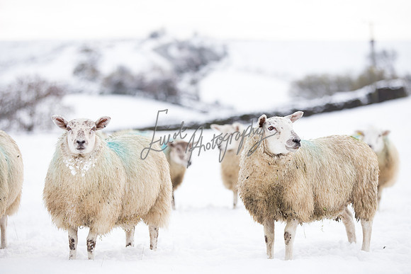 Farm photographer of sheep cows & pigs