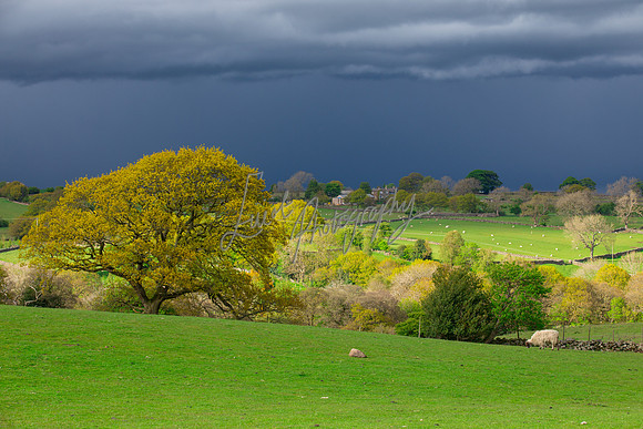 Farm photographer of sheep cows & pigs