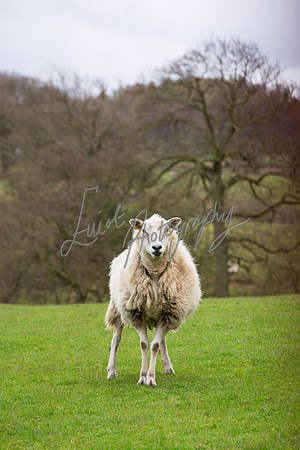 Farm photographer of sheep cows & pigs