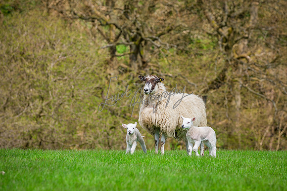 farm photographer pictures of lambs & sheep in yorkshire
