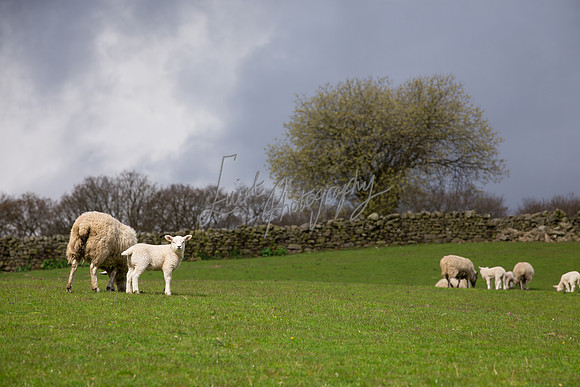 farm photographer pictures of lambs & sheep in yorkshire