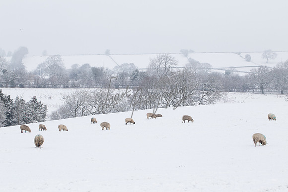Sheep ewe farming  snow agricultural pictures in Yorkshire