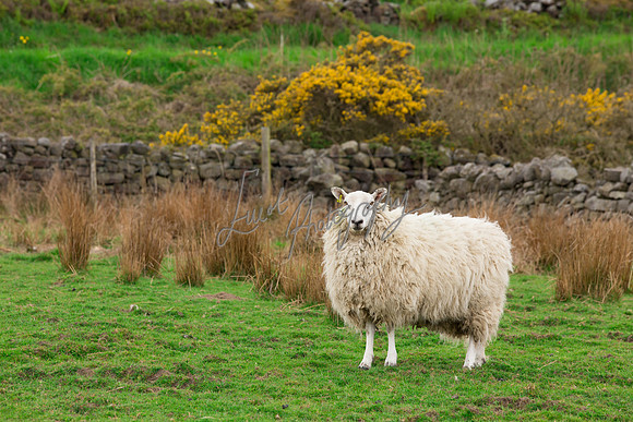 Sheep ewe farming agricultural pictures in Yorkshire