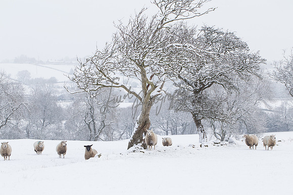 Sheep ewe farming  snow agricultural pictures in Yorkshire