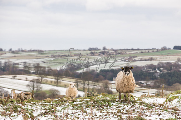 Sheep ewe farming  snow agricultural pictures in Yorkshire