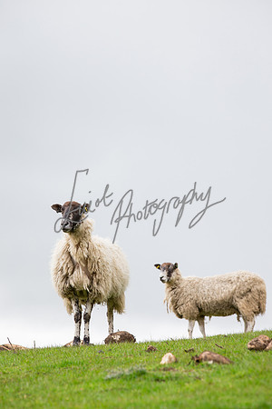 Farm photographer of sheep cows & pigs