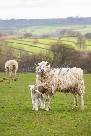 farm photographer pictures of lambs & sheep in yorkshire