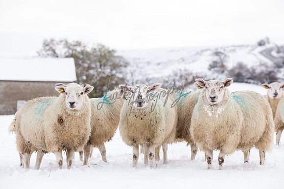 Sheep ewe farming  snow agricultural pictures in Yorkshire