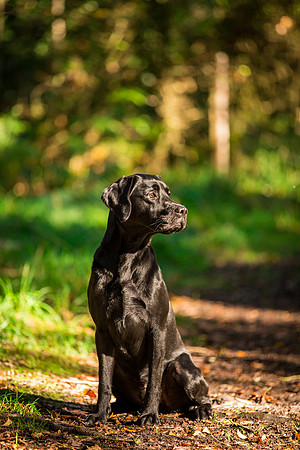 Dog Photographer near Harrogate in Yorkshire