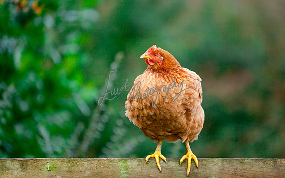 Chicken Farming photographer Harrogate Yorkshire