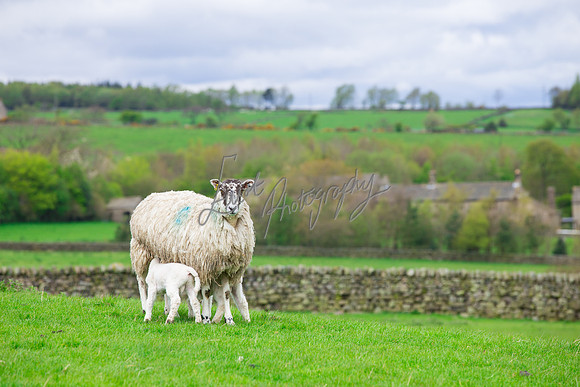 farm photographer pictures of lambs & sheep in yorkshire