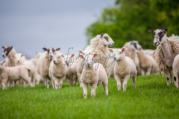Sheep ewe farming agricultural pictures in Yorkshire