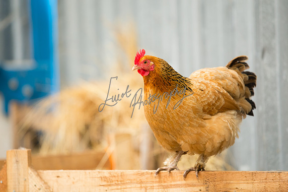 Chicken Farming photographer Harrogate Yorkshire