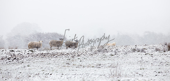 Sheep ewe farming  snow agricultural pictures in Yorkshire