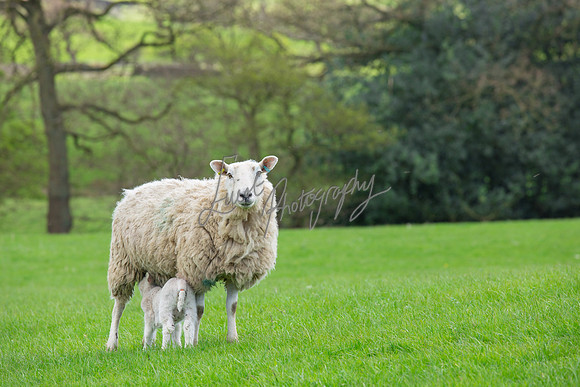 Sheep ewe farming agricultural pictures in Yorkshire