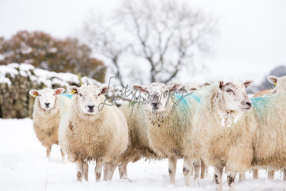 Sheep ewe farming  snow agricultural pictures in Yorkshire