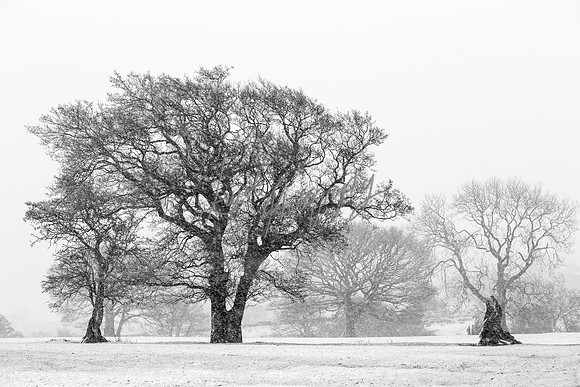 Sheep ewe farming  snow agricultural pictures in Yorkshire