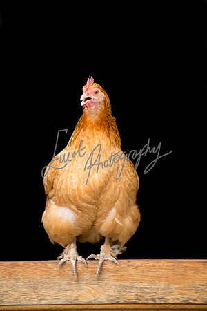 Chicken Farming photographer Harrogate Yorkshire