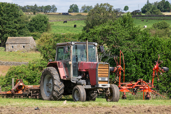 Farm photographer of sheep cows & pigs