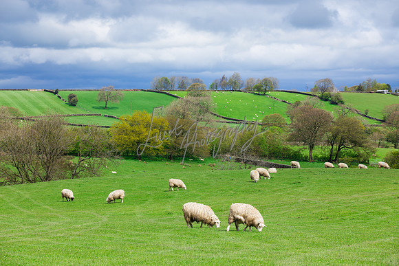 Sheep ewe farming agricultural pictures in Yorkshire