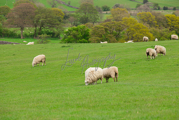 Farm photographer of sheep cows & pigs