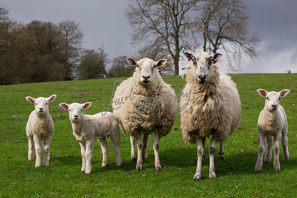 farm photographer pictures of lambs & sheep in yorkshire