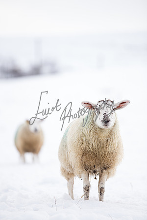 Sheep ewe farming  snow agricultural pictures in Yorkshire
