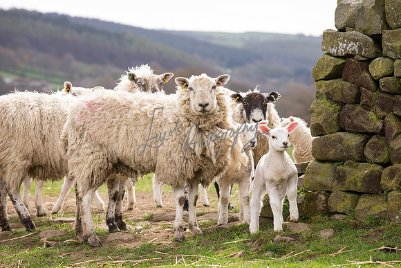 farm photographer pictures of lambs & sheep in yorkshire