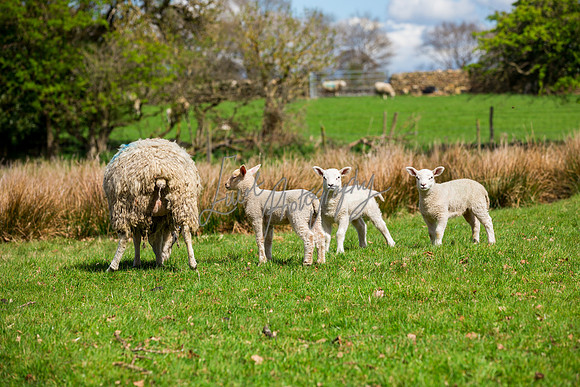 Sheep ewe farming agricultural pictures in Yorkshire
