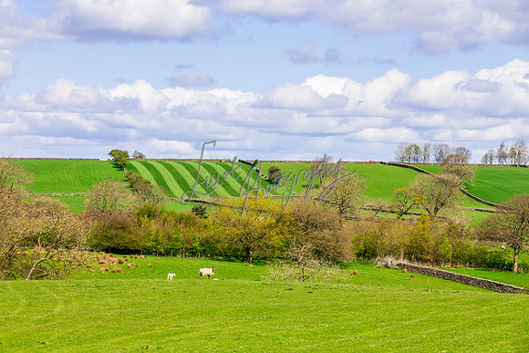 Sheep ewe farming agricultural pictures in Yorkshire