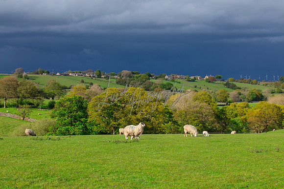 Sheep ewe farming agricultural pictures in Yorkshire