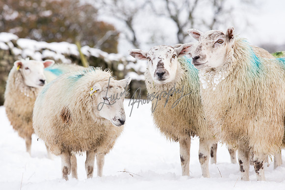 Sheep ewe farming  snow agricultural pictures in Yorkshire