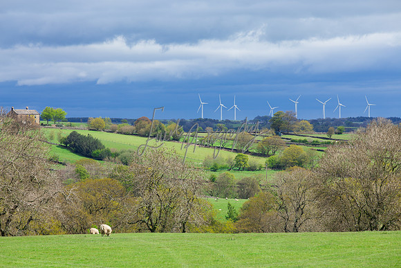 Sheep ewe farming agricultural pictures in Yorkshire
