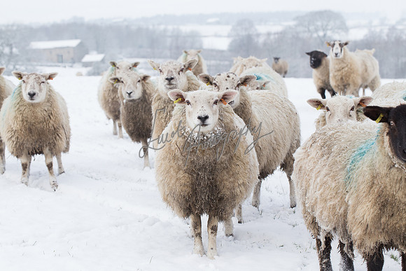 Sheep ewe farming  snow agricultural pictures in Yorkshire