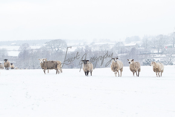 Sheep ewe farming  snow agricultural pictures in Yorkshire