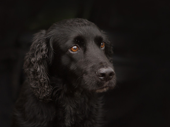 Dog Photographer near Harrogate in Yorkshire