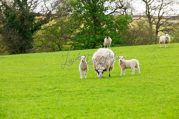 Farming photographer for agriculture in Yorkshire