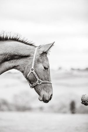 Horse photoshoots near Harrogate photographer