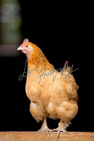 Chicken Farming photographer Harrogate Yorkshire