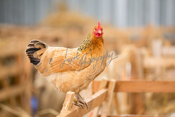 Chicken Farming photographer Harrogate Yorkshire