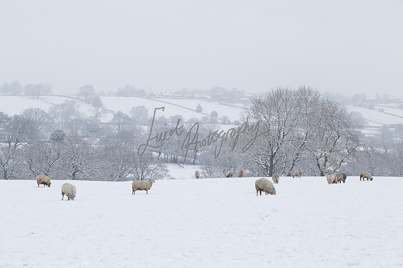 Sheep ewe farming  snow agricultural pictures in Yorkshire